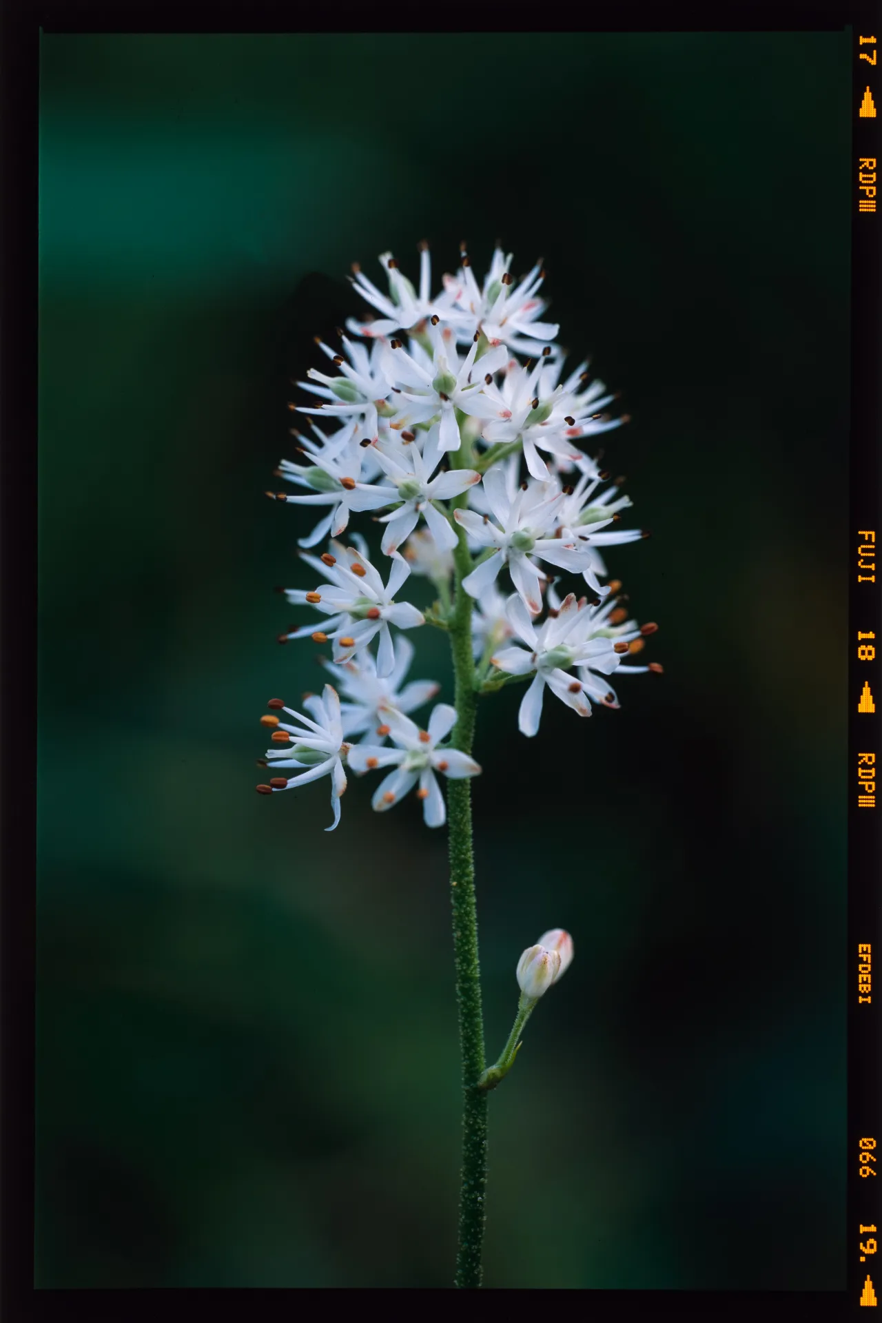 Triantha japonica